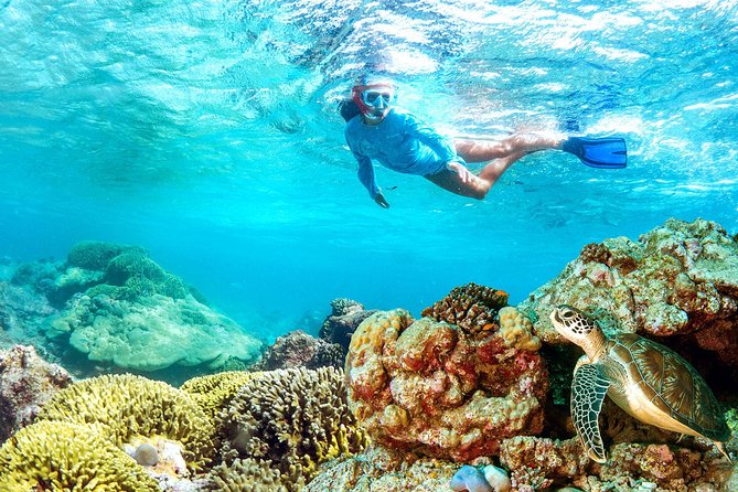 Dolphin Watching and Snorkeling Tour from Muscat - Should you book the Muscat dolphin and snorkeling tour?
