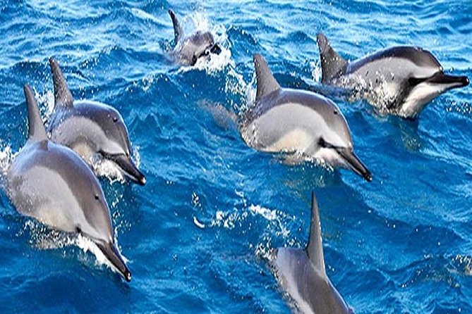 Dolphin Watching and Snorkeling Tour from Muscat - The 9:30 am start and the ride from Muscat