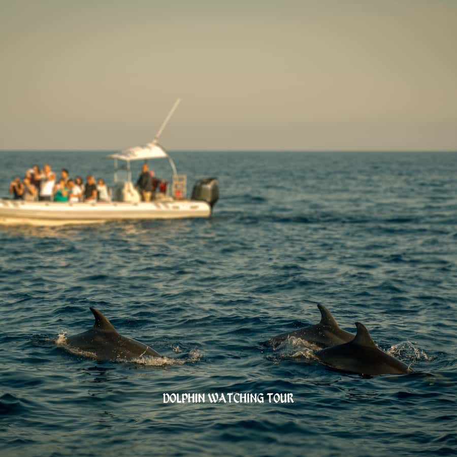 Dolphin Watching and Snorkeling Tour with Hotel Transfers - From your Muscat hotel to Bandar Al Rowdha Marina