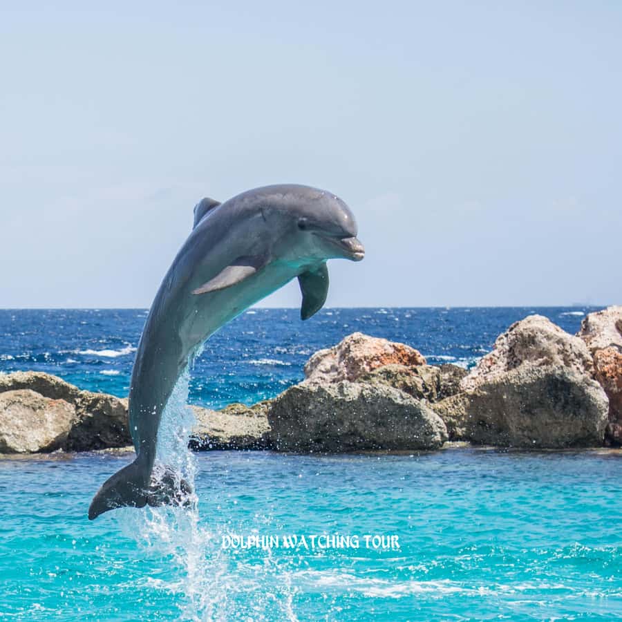 Dolphin Watching and Snorkeling Tour with Hotel Transfers - Boarding the shared motor boat at the marina