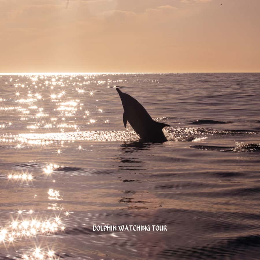 Dolphin Watching and Snorkeling Tour with Hotel Transfers - Who will enjoy this half-day outing