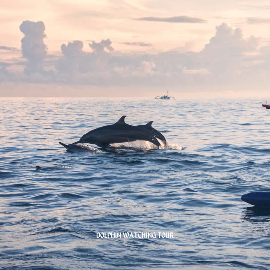 Dolphin Watching and Snorkeling Tour with Hotel Transfers - Looking for dolphins in the Gulf of Oman