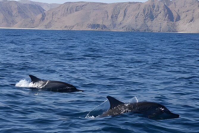 Dolphin Watching in Muscat - Searching for Dolphins in the Sea of Oman