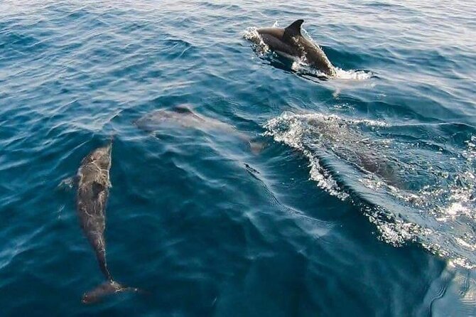 Dolphin Watching in Muscat - Booking, Pickup, and Cancellation Details