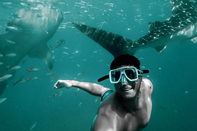 Dolphin Watching & Snorkeling - From Marina Bandar Al Rowdha to the open sea
