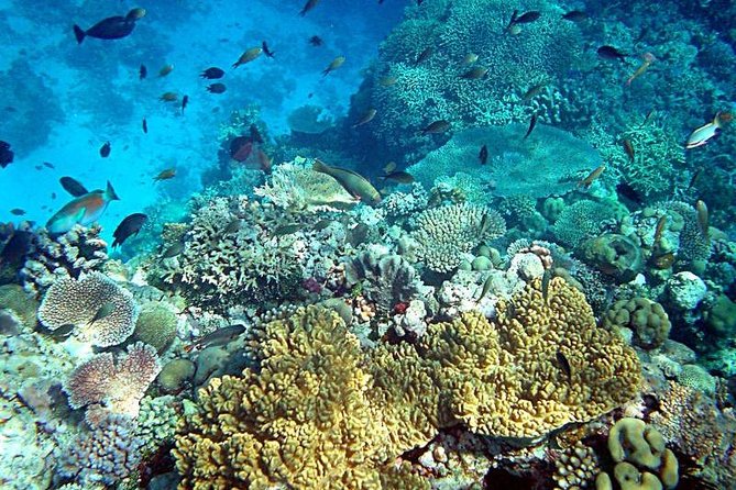 Dolphin Watching & Snorkeling - How much value do you get for $86.16?