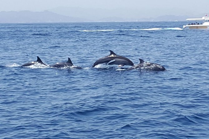 Dolphin Watching & Snorkeling - Weather, cancellations, and the small print