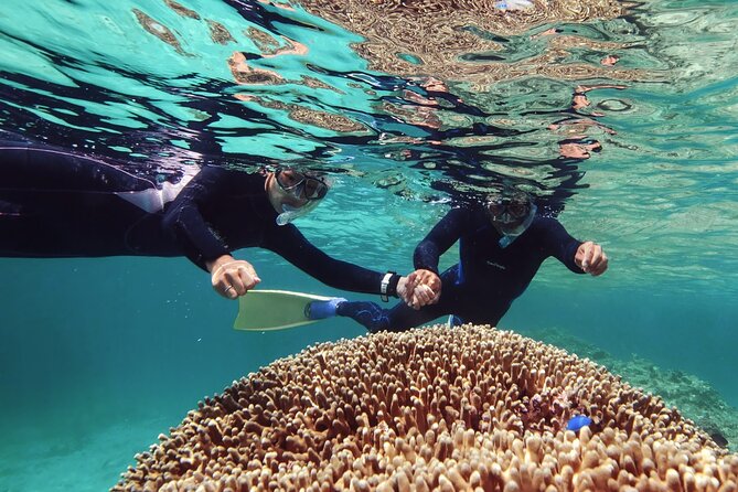 Dolphin Watching & Snorkeling - What the dolphin watch is really like