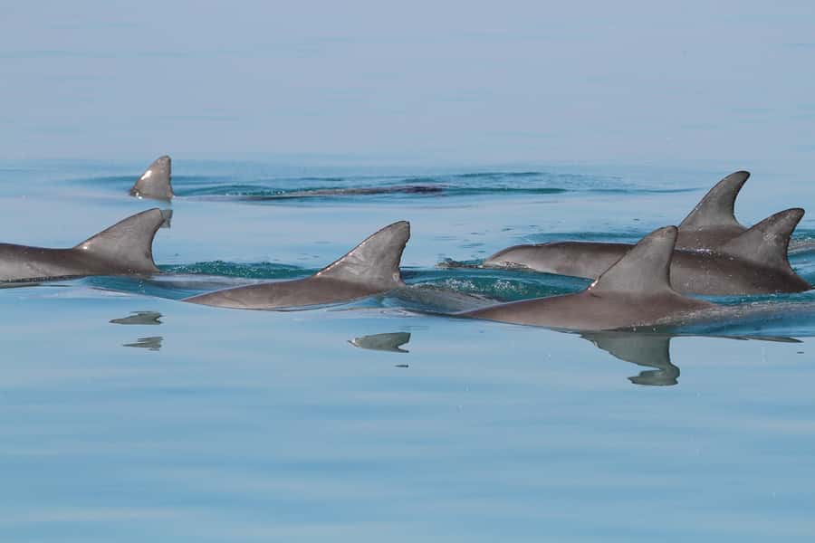 Dolphin Watching Tour - Key points to know before you book