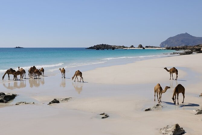 East and West Salalah Combination Private Full-day Tour - What the private format really changes