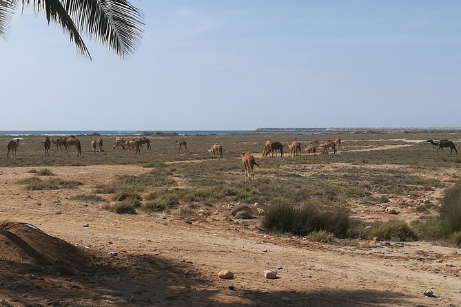 East Salalah Highlights: Half-Day Heritage & Scenic Countryside - Sumhuram, the ancient frankincense port