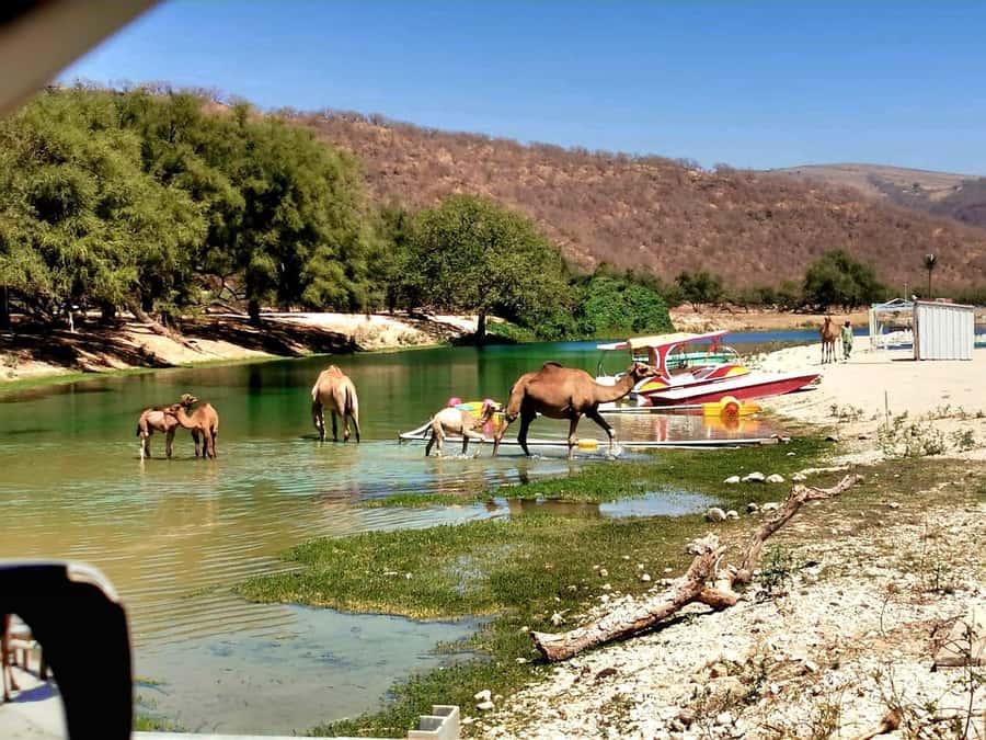 East Salalah Tour by VisitSalalah - From Salalah to Ain Razat and the eastern road
