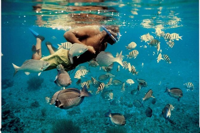 Experience Dolphin watching and snorkeling in Muscat - Snorkeling after the dolphin watch