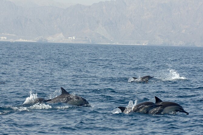 Experience Dolphin watching and snorkeling in Muscat - Booking, weather, and cancellation details