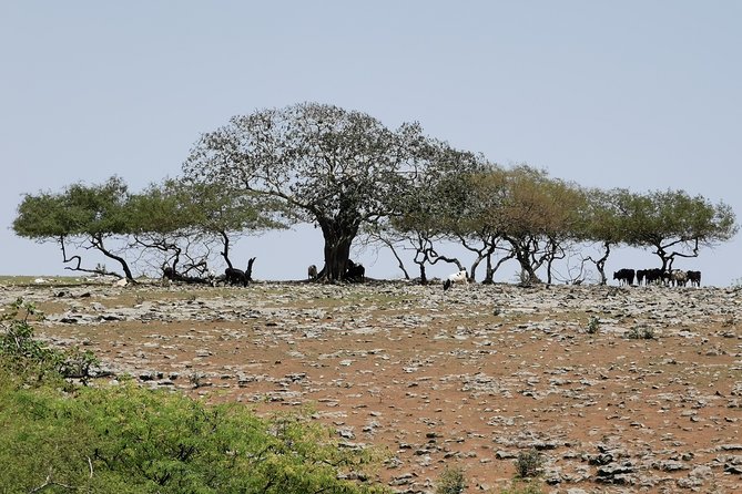 Explore Samhan Mountain – Half-Day Getaway with Lunch Included. - Baobab trees in Dhofar