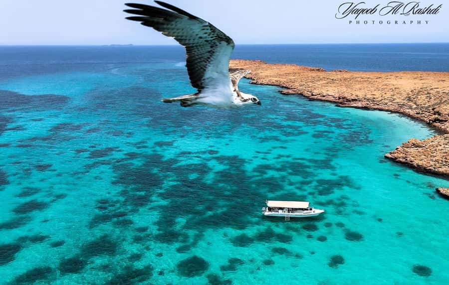 From Al-Seeb: Dimaniyat Islands Boat Trip with Snorkeling - Turtle City: the most reliable wildlife stop