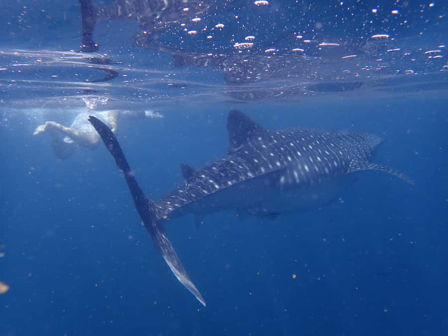 From Al-Seeb: Dimaniyat Islands Boat Trip with Snorkeling - What the $85 price really covers