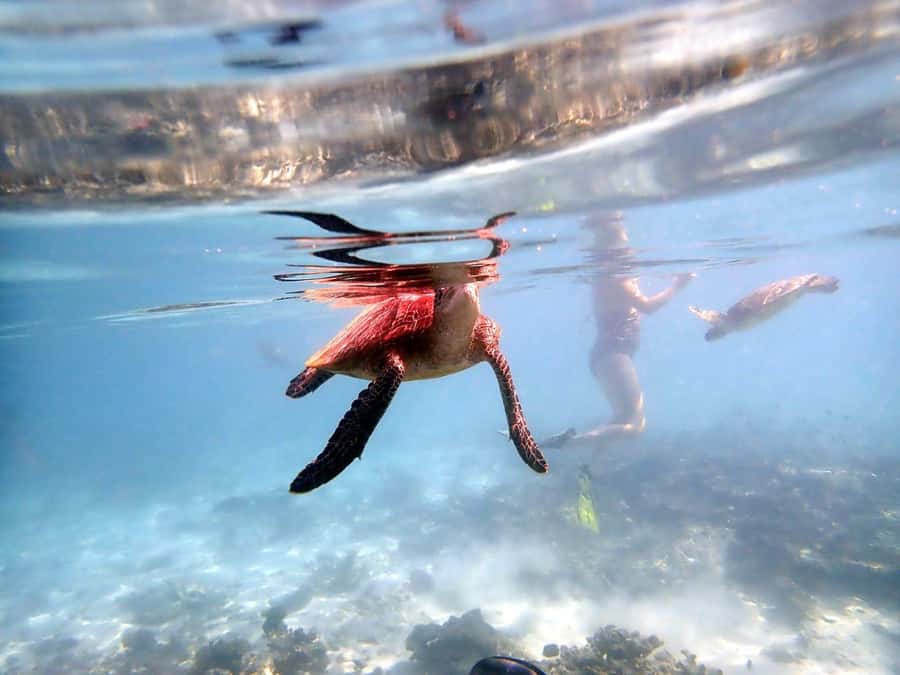 From Al-Seeb: Dimaniyat Islands Boat Trip with Snorkeling - Why the Dimaniyat Islands make a strong half-day outing