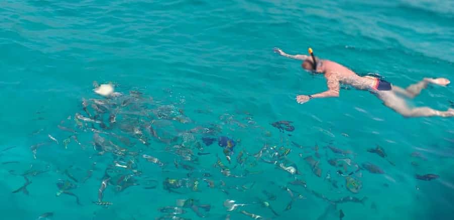 From Dubai to Norway of Arabia|Telegraph Island| Dhow Cruise - Dolphin watching in Khor Shimm