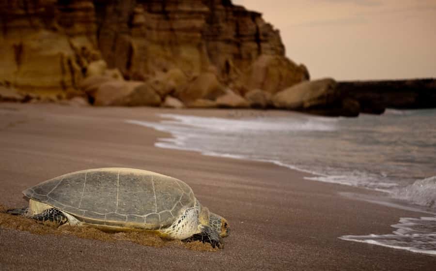 From Muscat: 4-Day Oman Highlights Tour - Day two: Nizwa before the crowds, then the sand