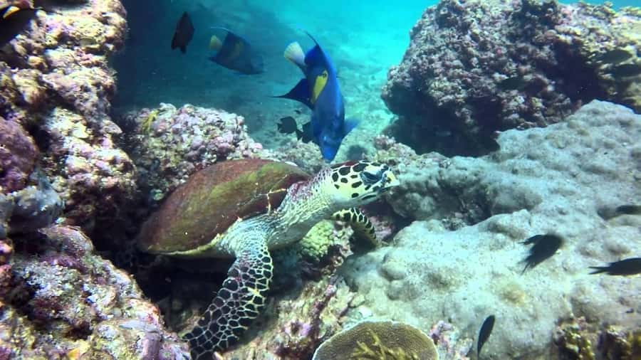 From Muscat: Dimaniyat Islands Snorkeling Tour - What you might see beyond the turtles