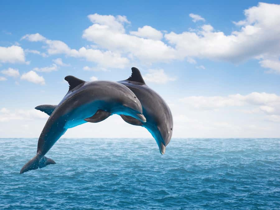 From Muscat: Discover Dolphins Day Trip - Muscat’s Morning Search for Dolphins