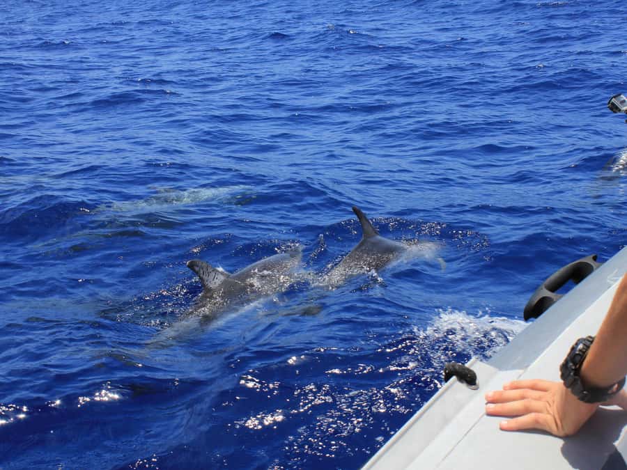 From Muscat: Discover Dolphins Day Trip - What the Dolphin Watching Actually Includes