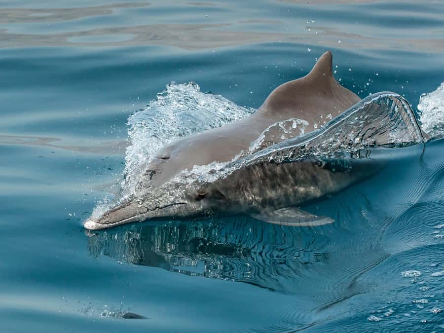 From Muscat: Discover Dolphins Day Trip - Is $32 a Fair Price?