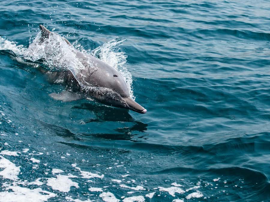 From Muscat: Discover Dolphins Day Trip - The Boat Ride and the Search Pattern