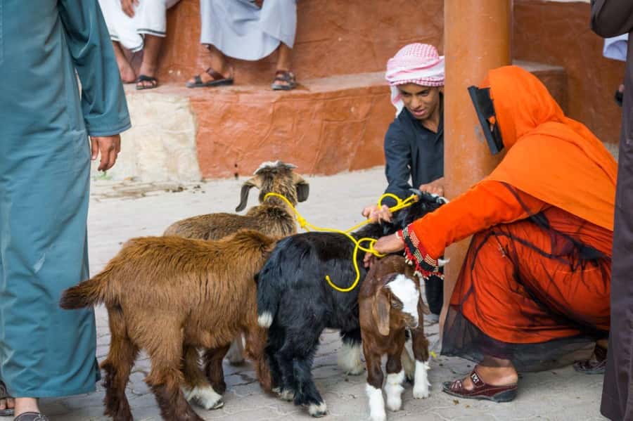 From Muscat: Full-Day to Nizwa-Misfat Al Abriyeen-Al Hamra - Who should book this experience