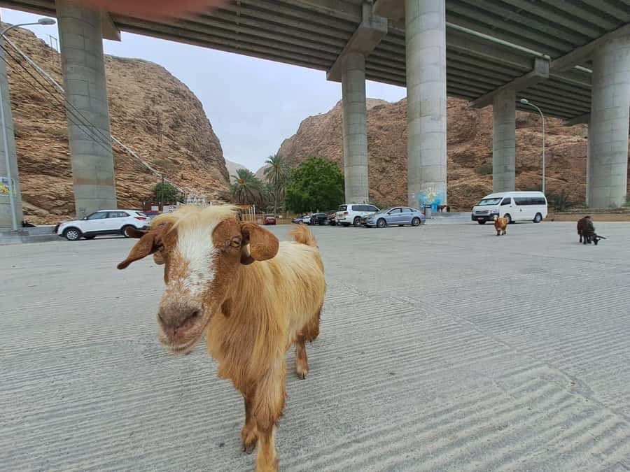 From Muscat: Guided Overnight Desert Camp Tour - Sur and the change from coast to sand