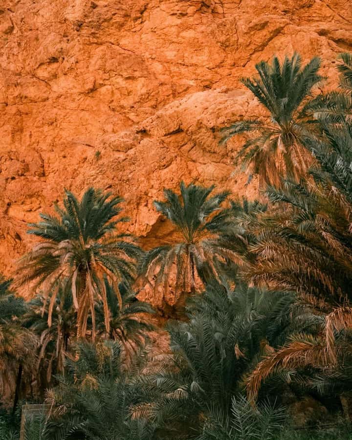 From Muscat:Private Wadi Shab and Bimmah SinkHole Tour - Fins Beach adds breathing room