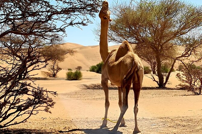 From Muscat: Wadi Hawar and Wahiba Sands Desert Tour - What to bring and how to prepare