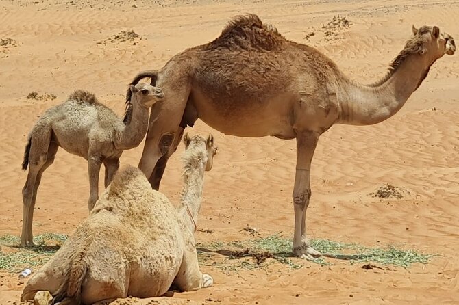 From Muscat: Wadi Hawar and Wahiba Sands Desert Tour - Who will enjoy this day most