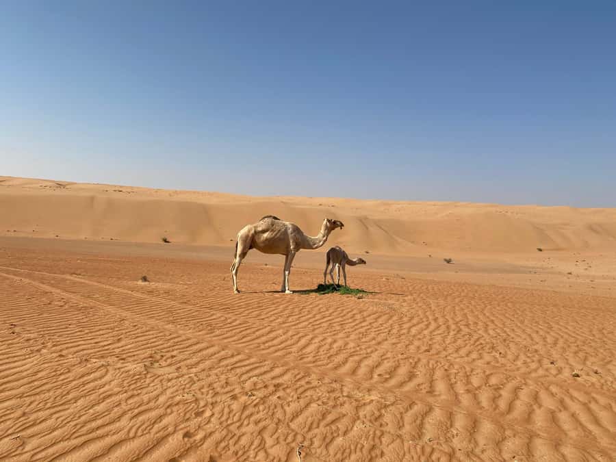 From Muscat: Wahiba Sands Sunset with Desert Camp Dinner - Why the Sunset Is the Main Event