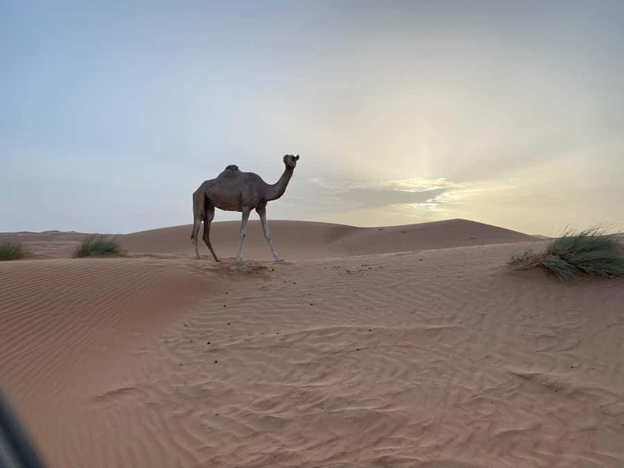 From Muscat: Wahiba Sands Sunset with Desert Camp Dinner - Lunch at the Desert Camp