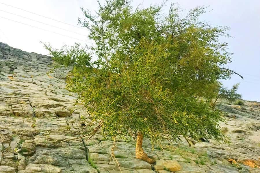 From Ras Al Khaima : Dolphin Watching and Jabal Harim Safari - What $760 Means for a Group of Four