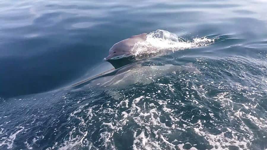 From UAE: Musandam Khasab Dolphin Watching Trip with Lunch - Boarding the dhow at Khasab Port
