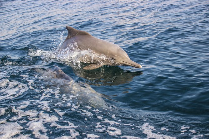 Full-Day Dhow Cruise in Khasab Musandam - Lunch, Drinks, and a Day Spent on Board