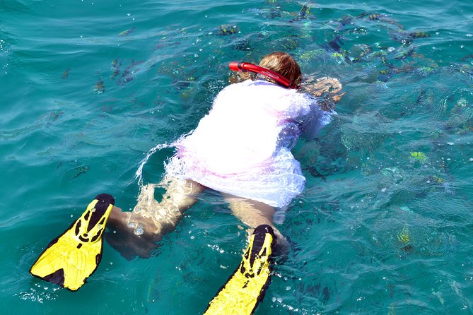 Full Day Dhow Cruise to Khor Sham with lunch & Snorkeling (Shore excursions) - The 9:30 am start and the first dolphin watch