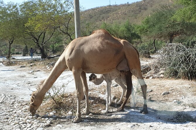 Full Day Guided Salalah a Combination of East and West tour - Taqah gives the morning a local start