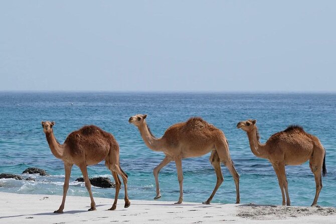 Full Day Guided Salalah a Combination of East and West tour - Wadi Darbat brings water and mountain scenery