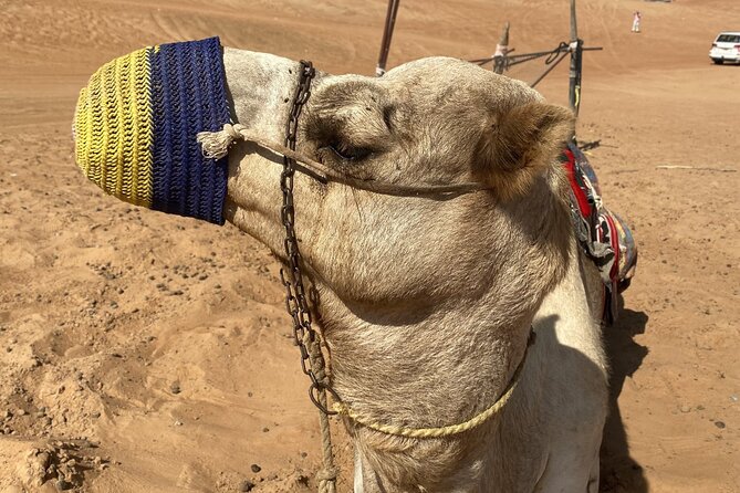 Full-Day Private Tour of Wahiba Sands Desert and Wadi Bani Khalid - Two hours beside the pools of Wadi Bani Khalid