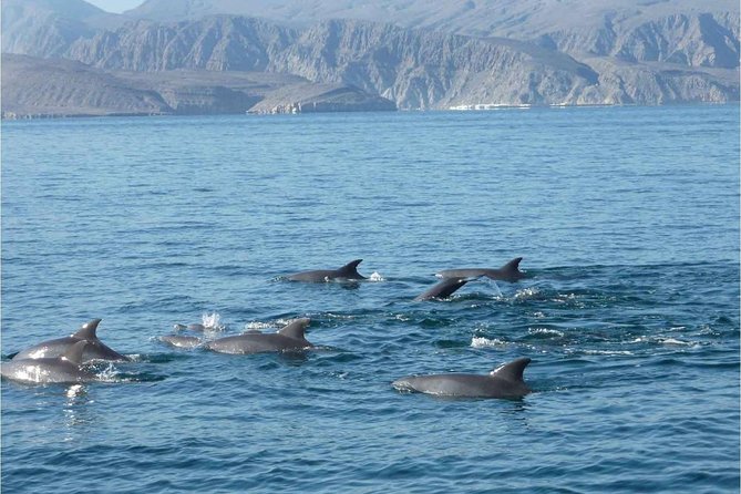 Half Day Dolphin Watching Musandam Dhow Cruise - Food, drinks, and comfort aboard