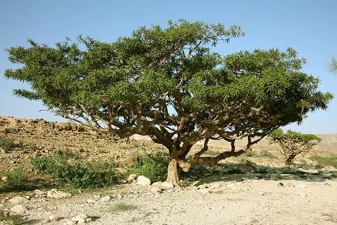Historical Salalah City Tour - Why this short Salalah tour works