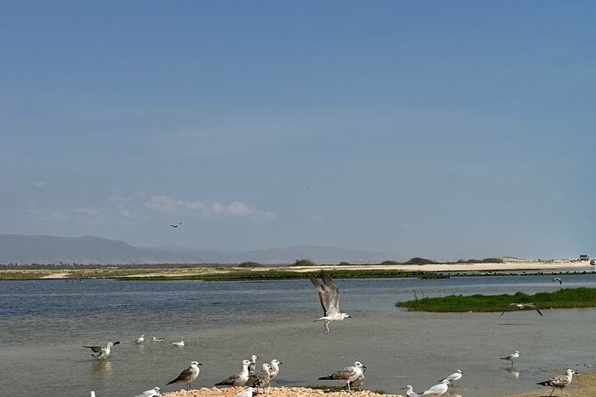 Historical Salalah City Tour - Dahariz lagoon and the final coastal view