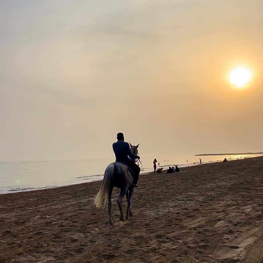 Horse riding in muscat beach - The horses and what beginners should know