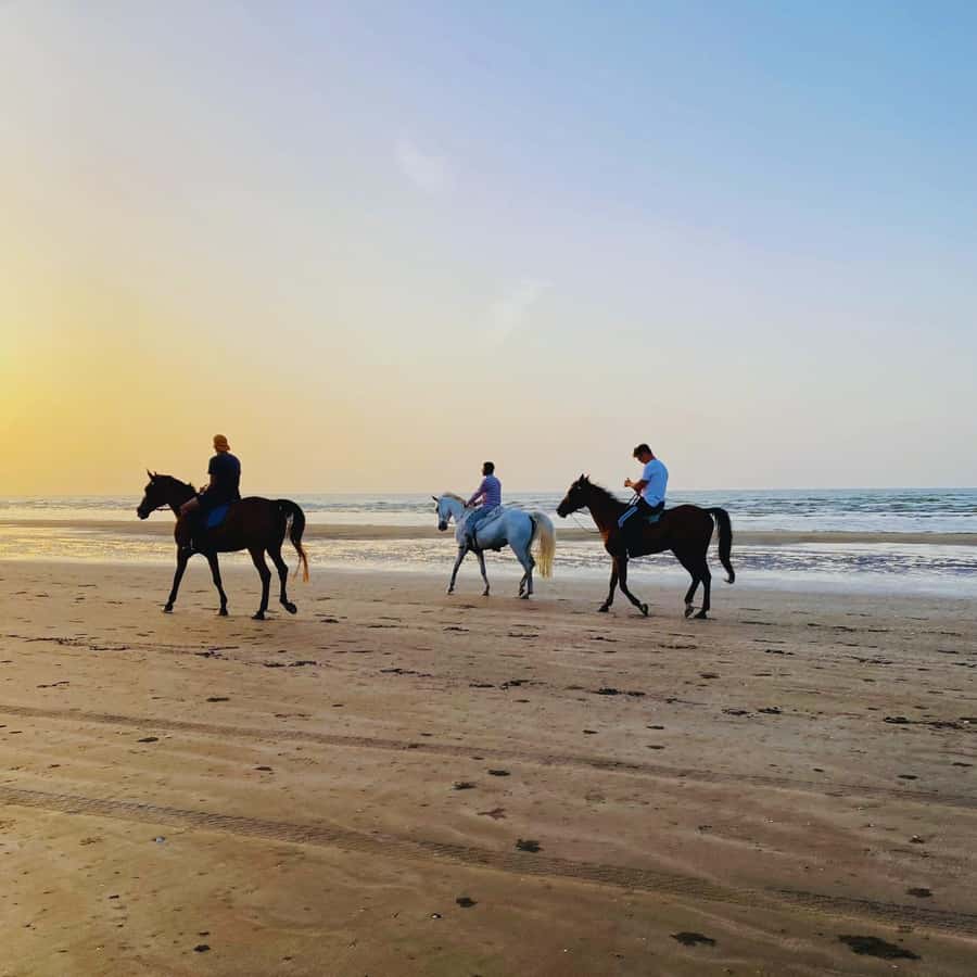 Horse riding in muscat beach - What happens from arrival to saddle