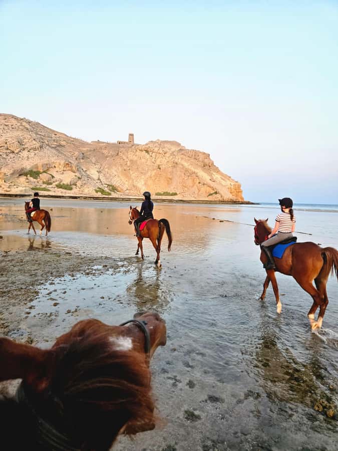 Horse Riding Oman - 2 hour ride - Riding Al Sawadi Beach near Muscat