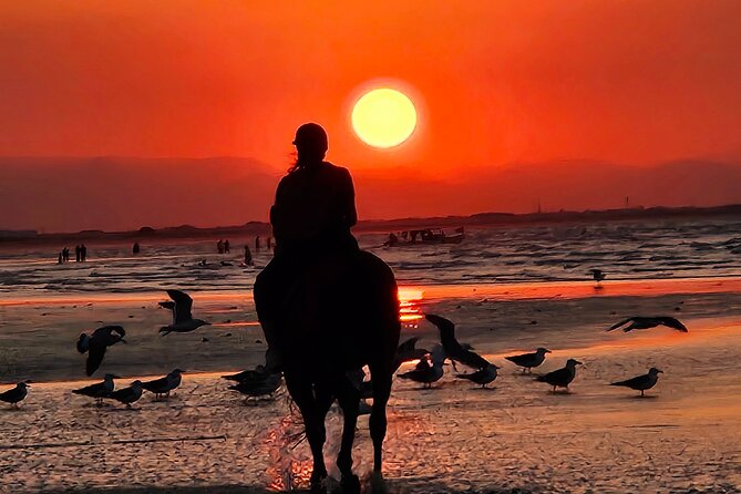 Horseback Riding Muscat Beach - Booking rules and practical planning
